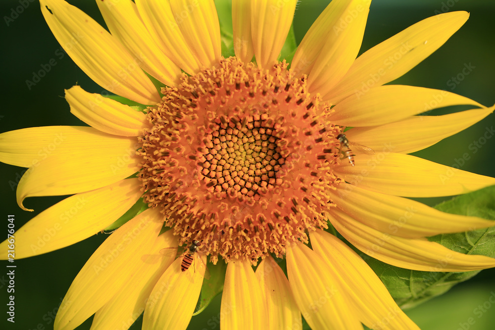 A sunflower in full bloom, outside A sunflower in full bloom, outside
