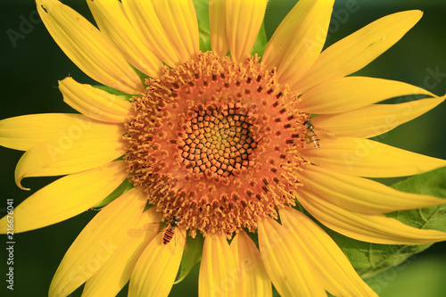A sunflower in full bloom  outside