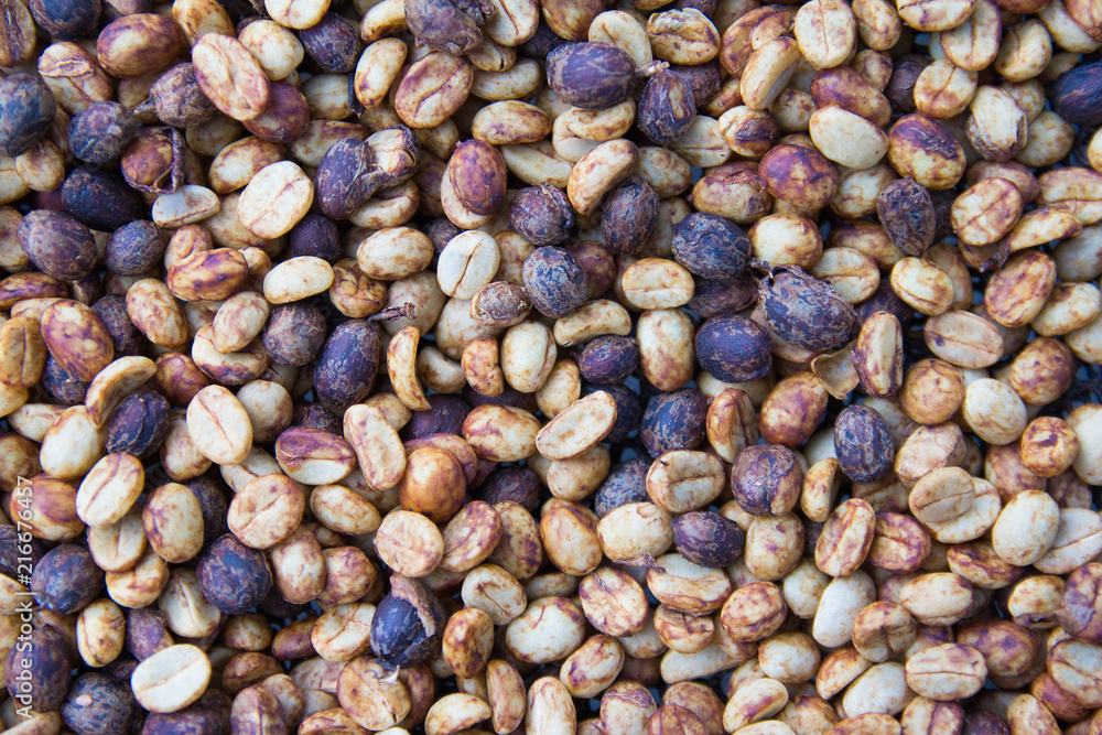 Raw coffee beans roasting to see the texture, business coffee concept Raw coffee beans roasting to see the texture, business coffee concept