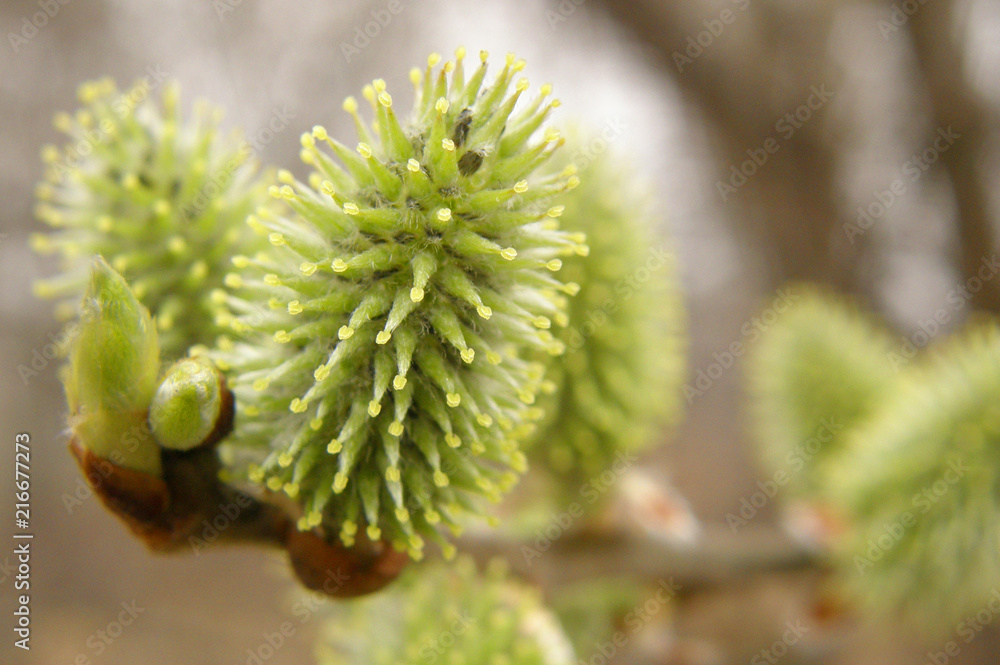 willow buds willow buds