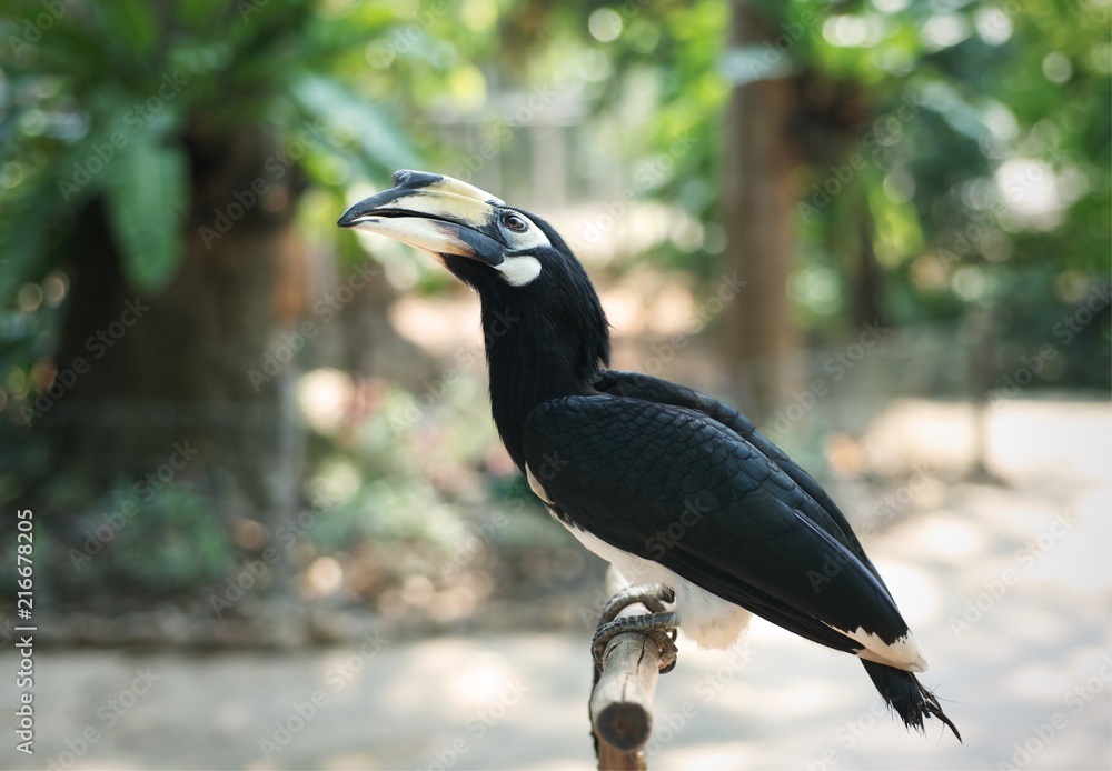 Fototapeta premium Oriental pied hornbill (Anthracoceros albirostris) stand on the wood in zoo : Closeup