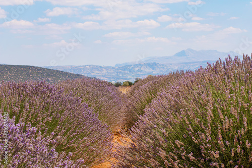 floral lavender field in Turkey