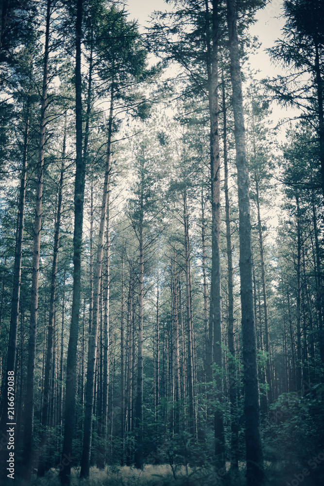 Foggy, moody forest with tall trees. Foggy, moody forest with tall trees.