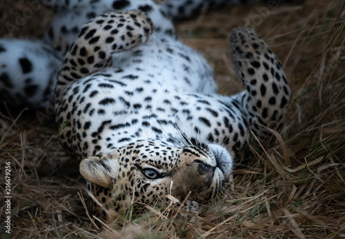 Leopard lying on her back and looking at camera