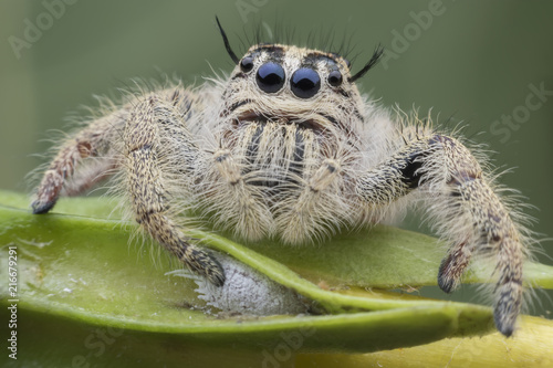 Super macro female Hyllus diardi or Jumping spider and Aphid