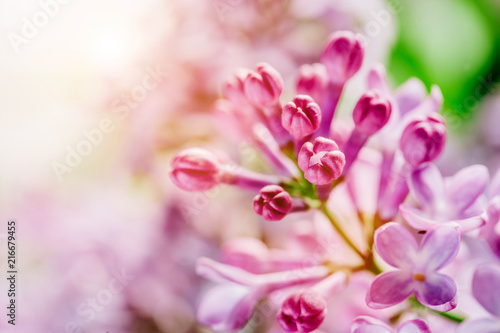 Blooming bright lilac buds close-up. © Photocreo Bednarek
