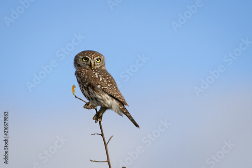 Owl in daylight with blue sky photo