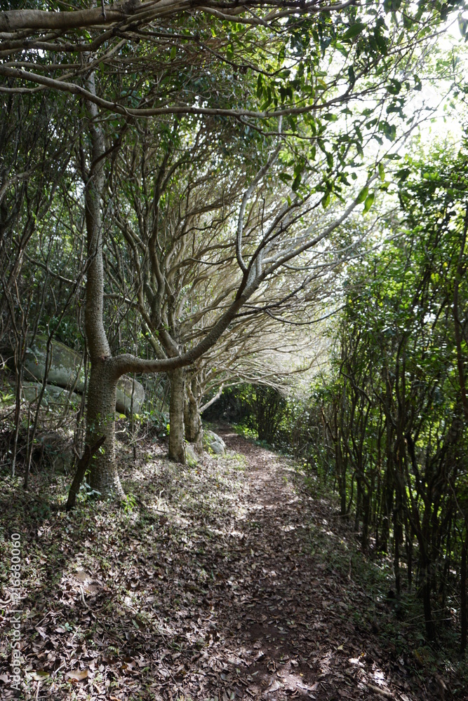 Fototapeta premium Interesting tree path