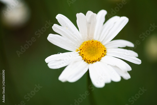 White Daisy Flower