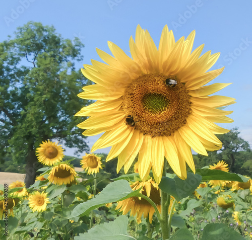 Close up of a large sunflower  Helianthus annuus  bloom  with two white tailed Bumble Bees  Bombus lucorum  pollinating  Natural setting with other similar flowers. Tree in background. Blue sky.