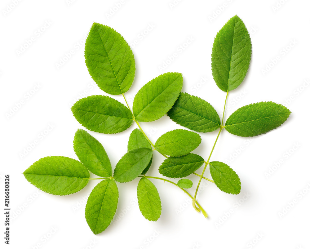 Fototapeta premium fresh rose leaves isolated on white, top view