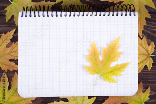 yellow fallen maple leaf lies on a notepad photo