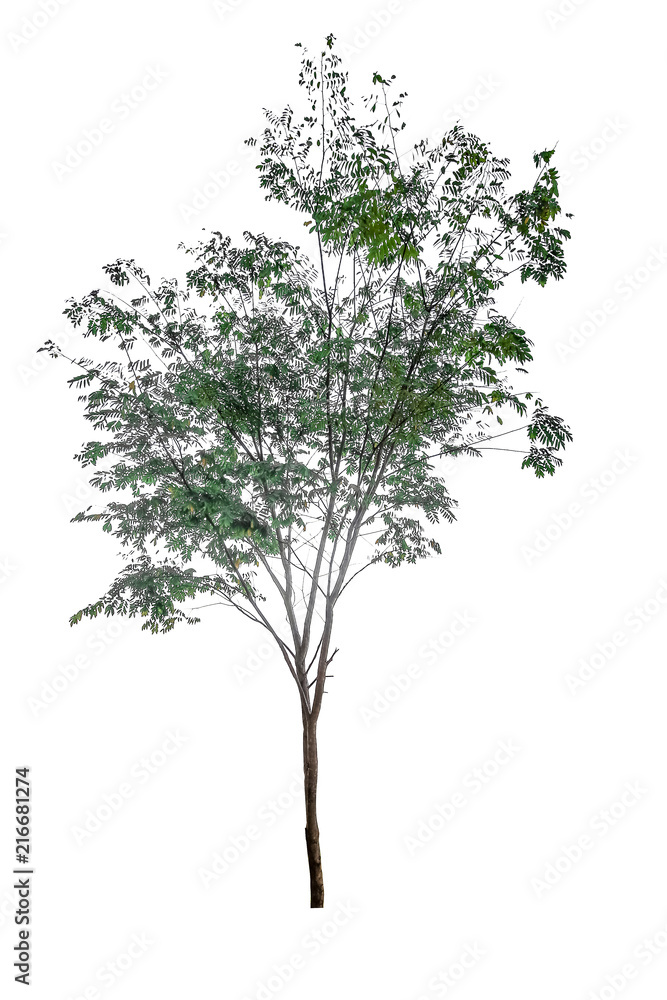 Obraz premium Isolated Simple normal tree on white background, set of tree collection