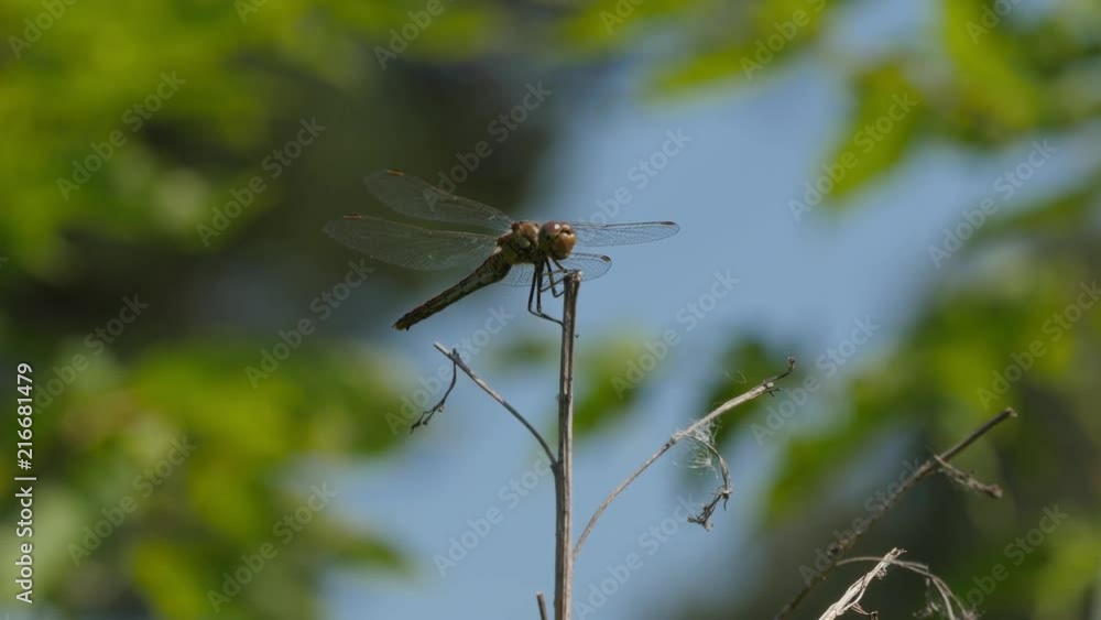 Dragonfly On A Branch On Green Plant Dragonfly On A Branch On Green Plant
