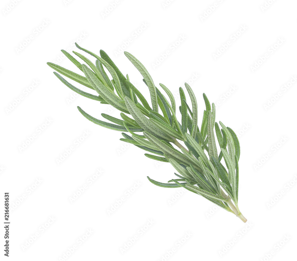 Fototapeta premium Fresh rosemary isolated on white background