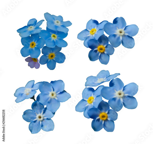 Blue forget me not spring flowers isolated on white background. Photo realism macro. Decorative elements for greeting cards, invitations. Vector set for your design.