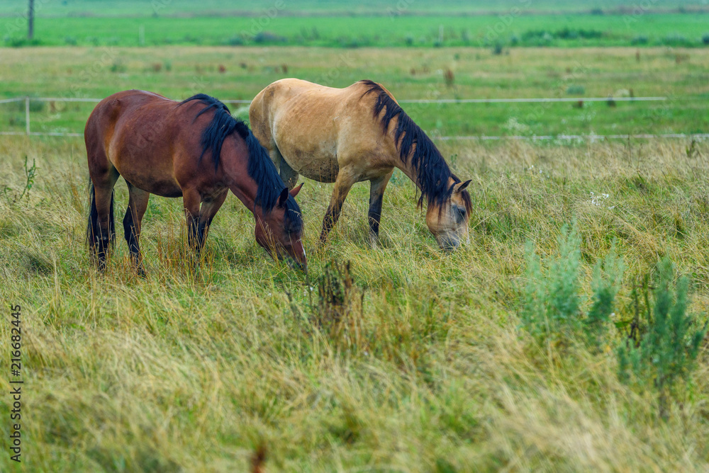 couple of horses grazing on the field couple of horses grazing on the field