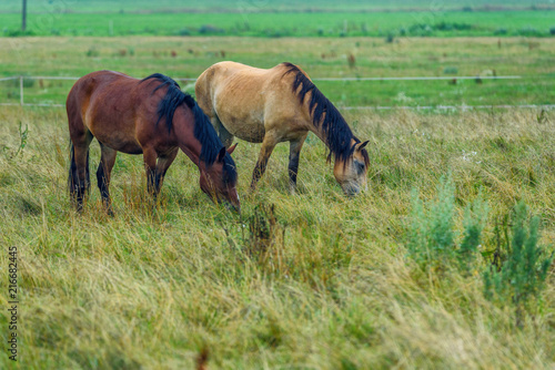 couple of horses grazing on the field © shymar27