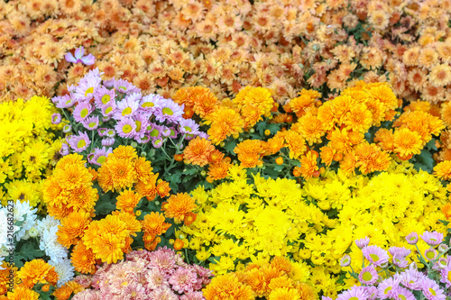 Various of colorful fancy flowers, gypso, benjamas flower