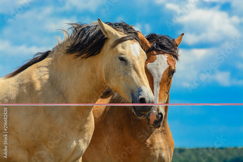 Wallpaper Mural couple of horses grazing on the field Torontodigital.ca