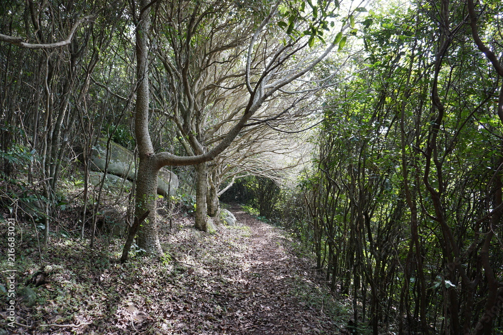 Naklejka premium Interesting trees path