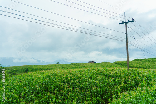 Electric pole in a field of green corn in a rainy season