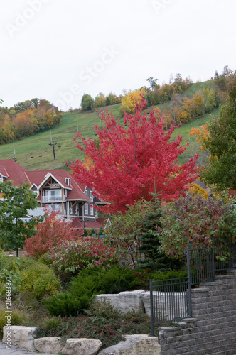 Crimson Maple in Fall in Canada