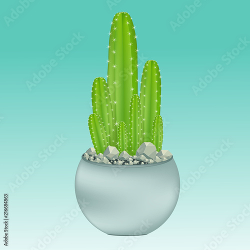Cactus in pot, vector illustration.
