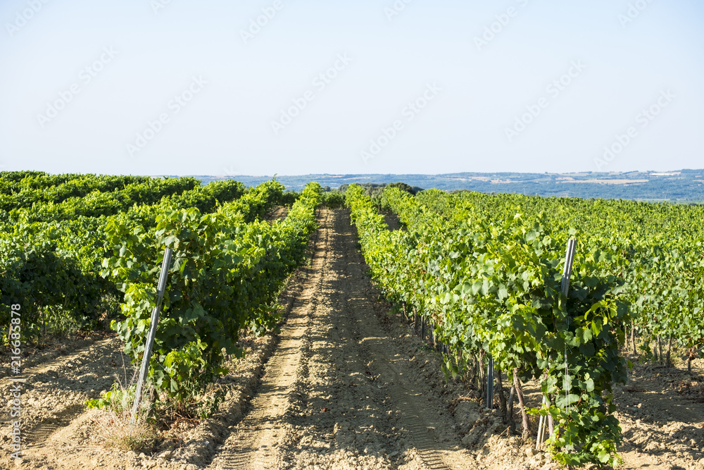 Vineyards in Somontano region in Spain