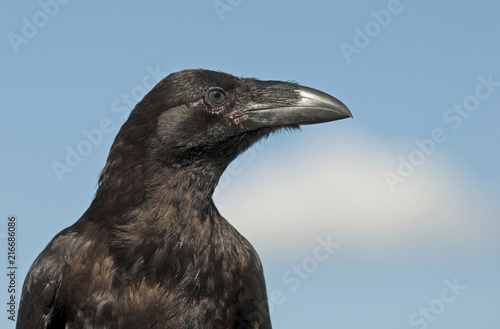 crow on a blue sky