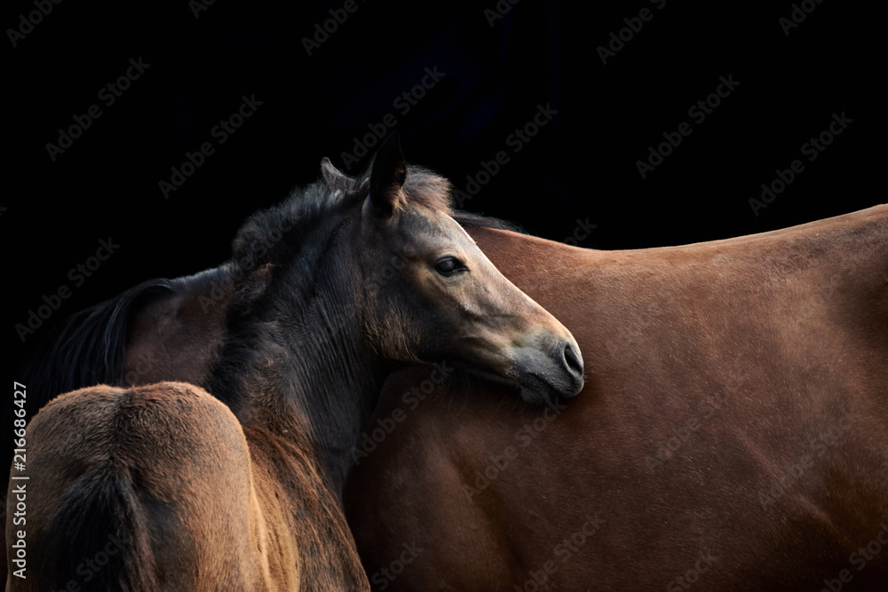 Fototapeta Źrebię i klacz. Dwa brązowe konie w zbliżeniu i odizolowane na czarnym tle z miejsca kopiowania