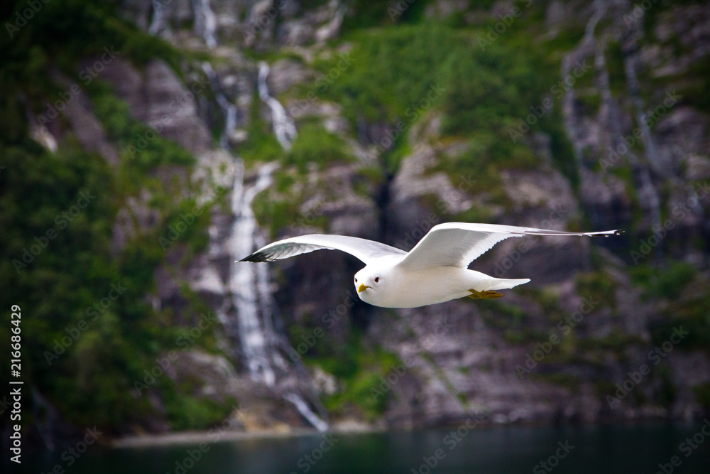 Obraz premium Möwe in Fjord