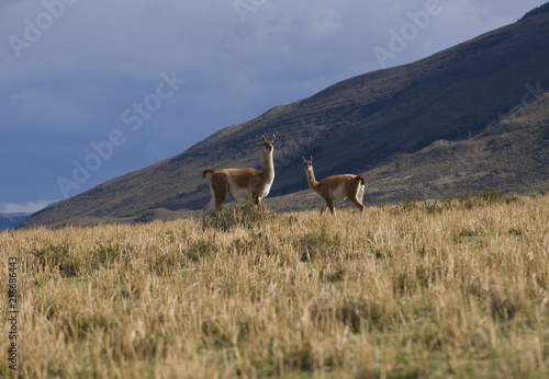  guanaco in the mountains