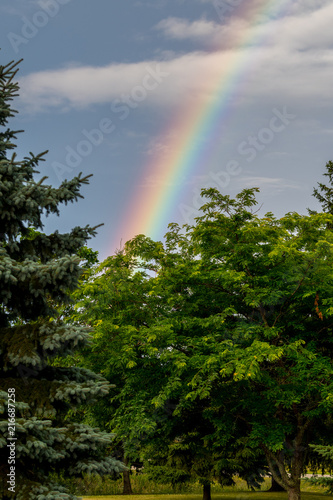 Rainbow in the tree tops