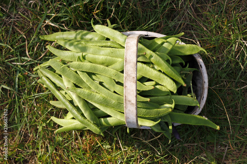 Foto A trug filled with green organic runner beans