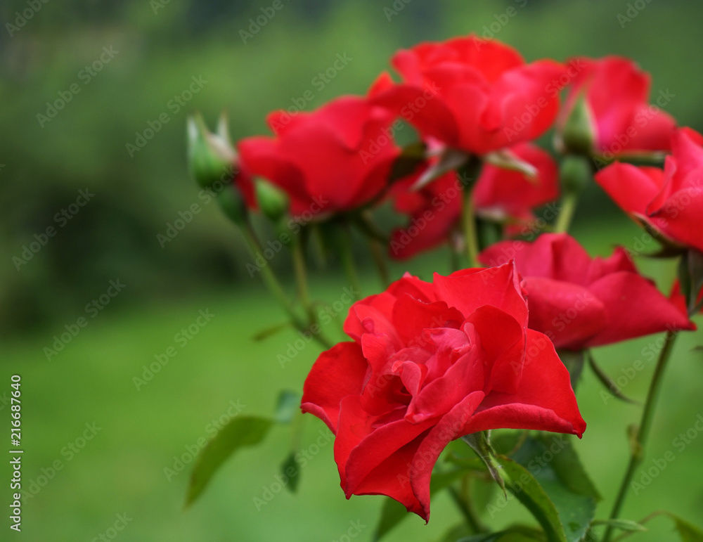 Roses are red on a green background. Roses are red on a green background.