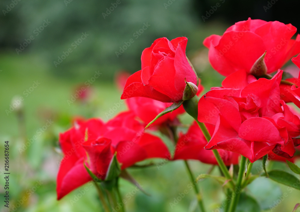 Roses are red on a green background. Roses are red on a green background.