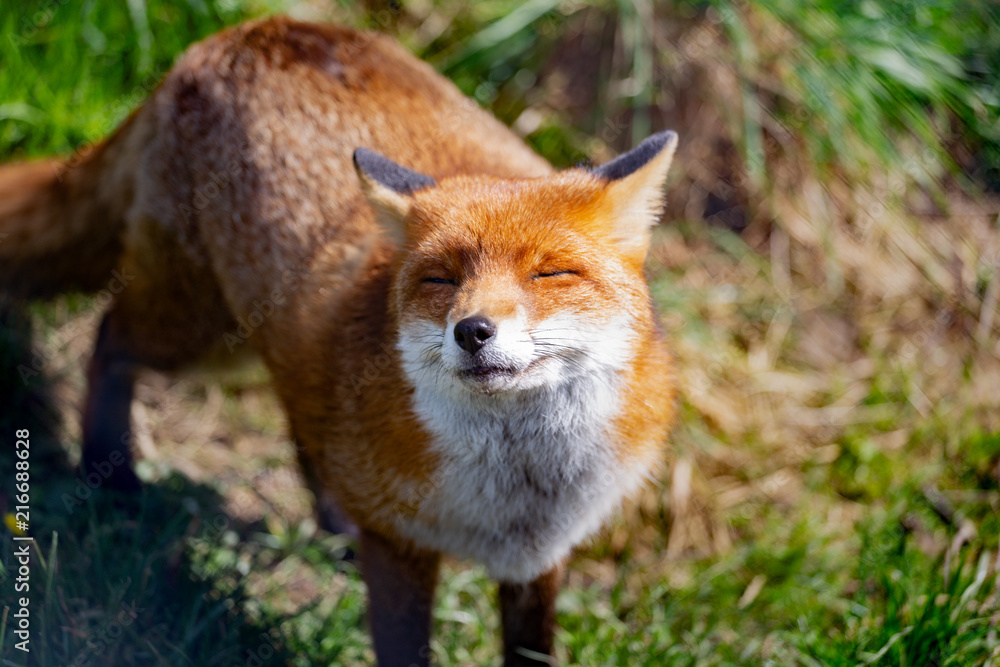 European Red Fox Stock Photo Adobe Stock