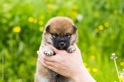 Portrait of cute two weeks old shiba inu puppy in the hands of the owner in the buttercup meadow