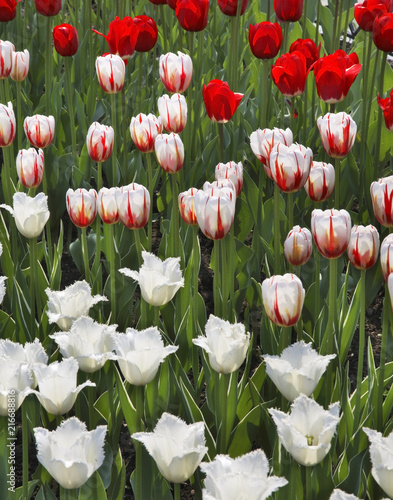 Tulip in Yuzhno-Sakhalinsk. Sakhalin island. Russia photo