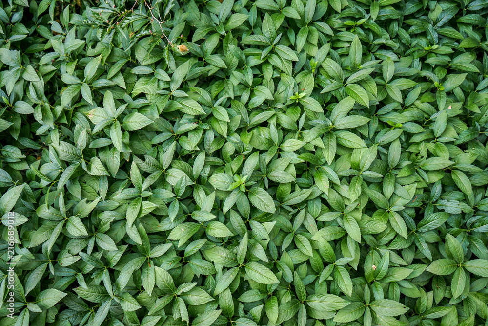 Fresh tea leaves, green background design Fresh tea leaves, green background design