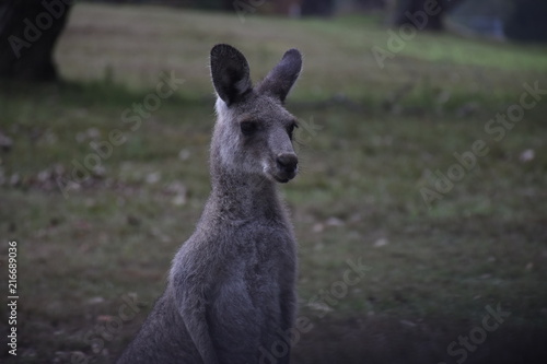 kangaroo © Jessica
