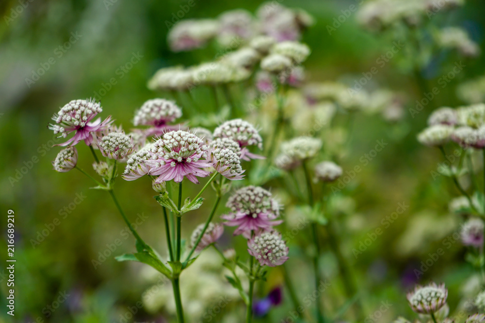 Great masterwort flowers,. Astrantia major, blooming in a garden Great masterwort flowers,. Astrantia major, blooming in a garden