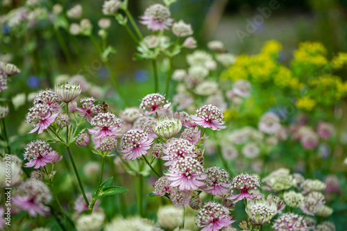 Great masterwort flowers,. Astrantia major, blooming in a garden photo