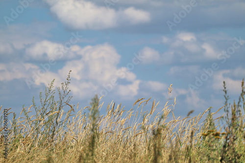 Wildwiese mit blauem Himmel und Wolken im Hintergrund