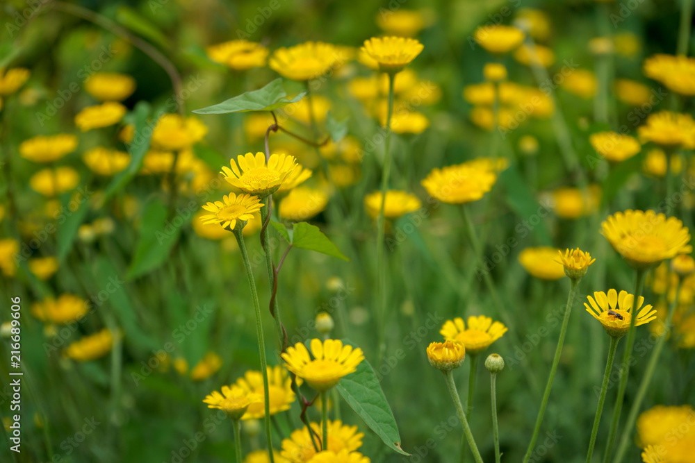 Marguerite Daisy Yellow Flower, Anthemis Tinctoria Kelwayi Marguerite Daisy Yellow Flower, Anthemis Tinctoria Kelwayi