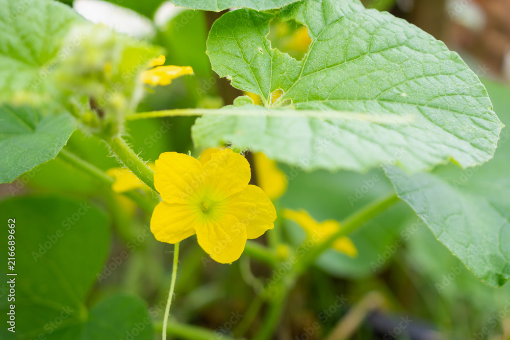 Melon flower yellow color with green leaves in organic plant garden