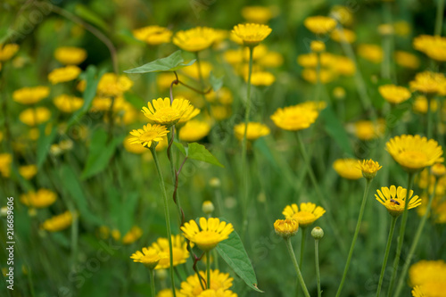 Marguerite Daisy Yellow Flower, Anthemis Tinctoria Kelwayi