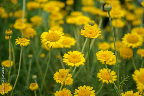 Marguerite Daisy Yellow Flower, Anthemis Tinctoria Kelwayi