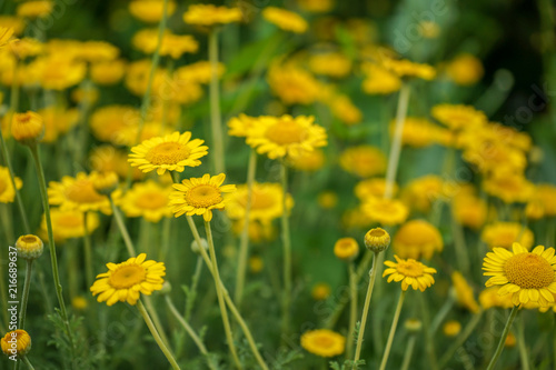 Marguerite Daisy Yellow Flower  Anthemis Tinctoria Kelwayi